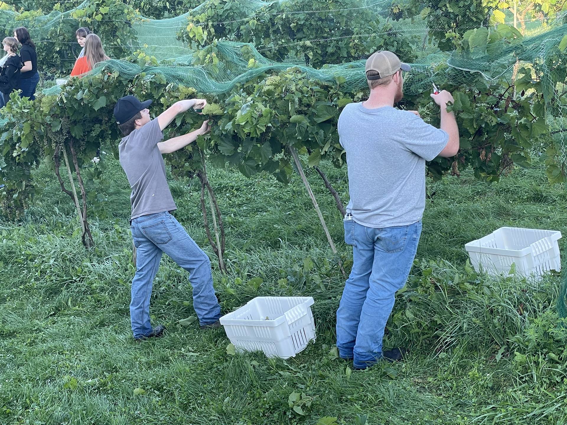 FFA Harvesting Grapes at the Vineyard