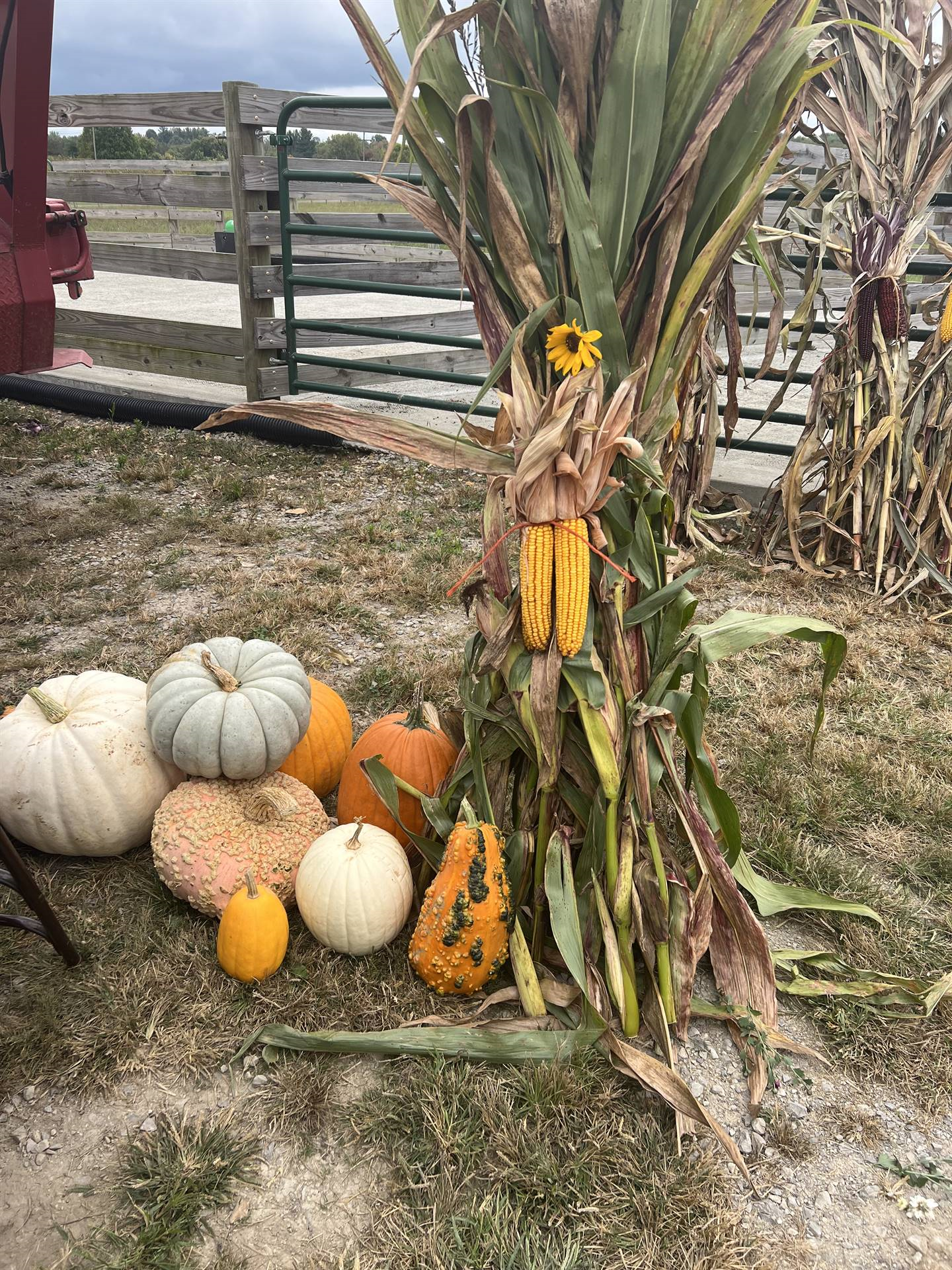 FFA Pumpkin Sale