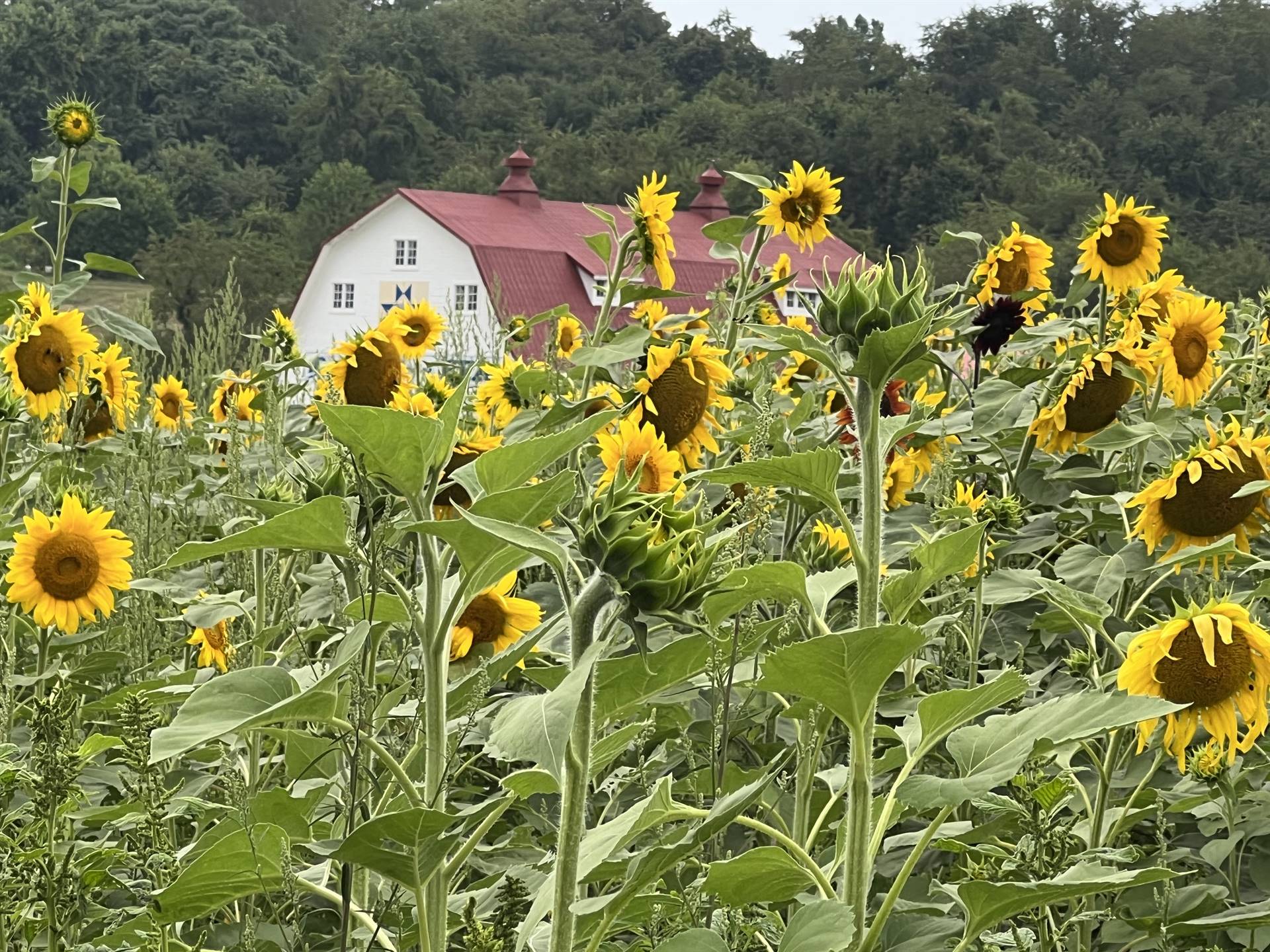 School Farm 