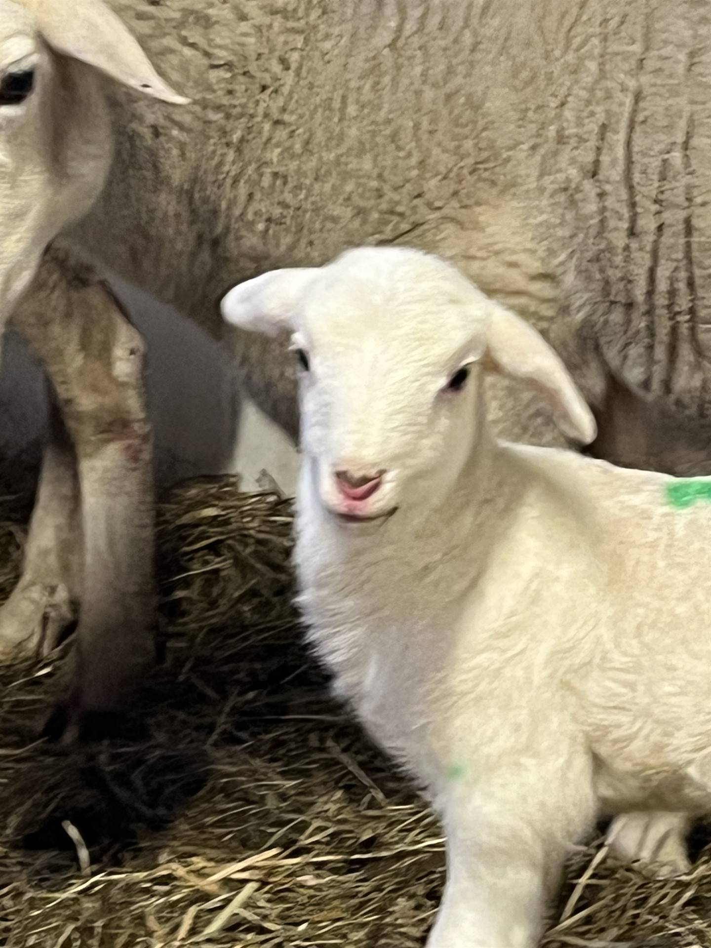 New Lambs at the Farm