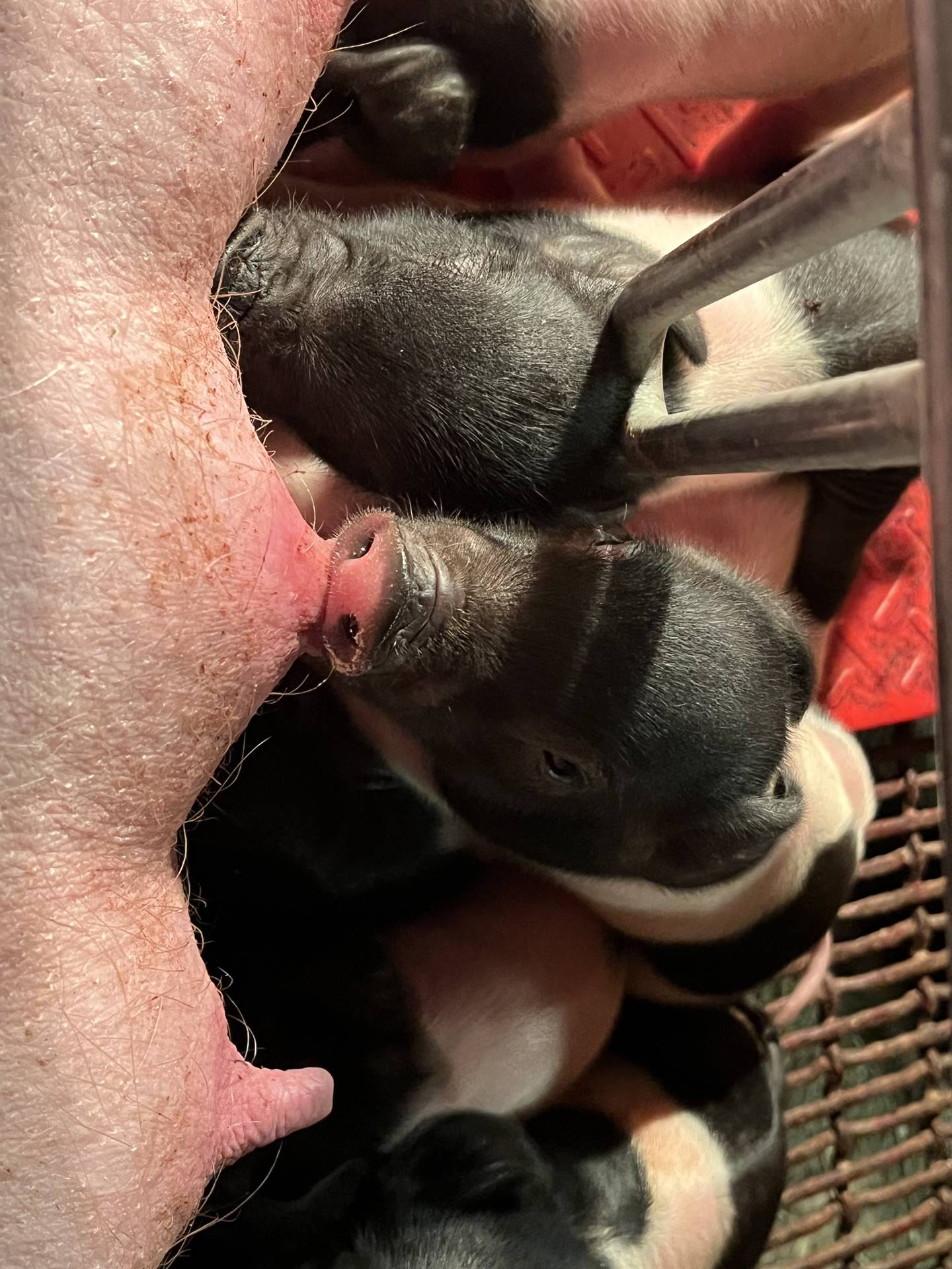 20+ New Piglets born in the Barn 